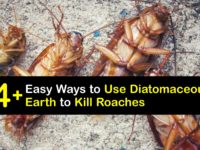 Does Diatomaceous Earth Kill Roaches titleimg1
