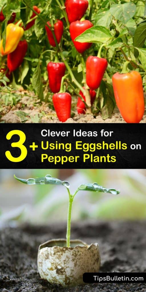 Like coffee ground waste, egg shells are useful for your pepper plant and tomato plant. Crushed eggshell prevents blossom end rot in tomato and pepper plants. Provide key nutrients and improve your soil quality using crushed eggshells. #eggshells #pepper #plants