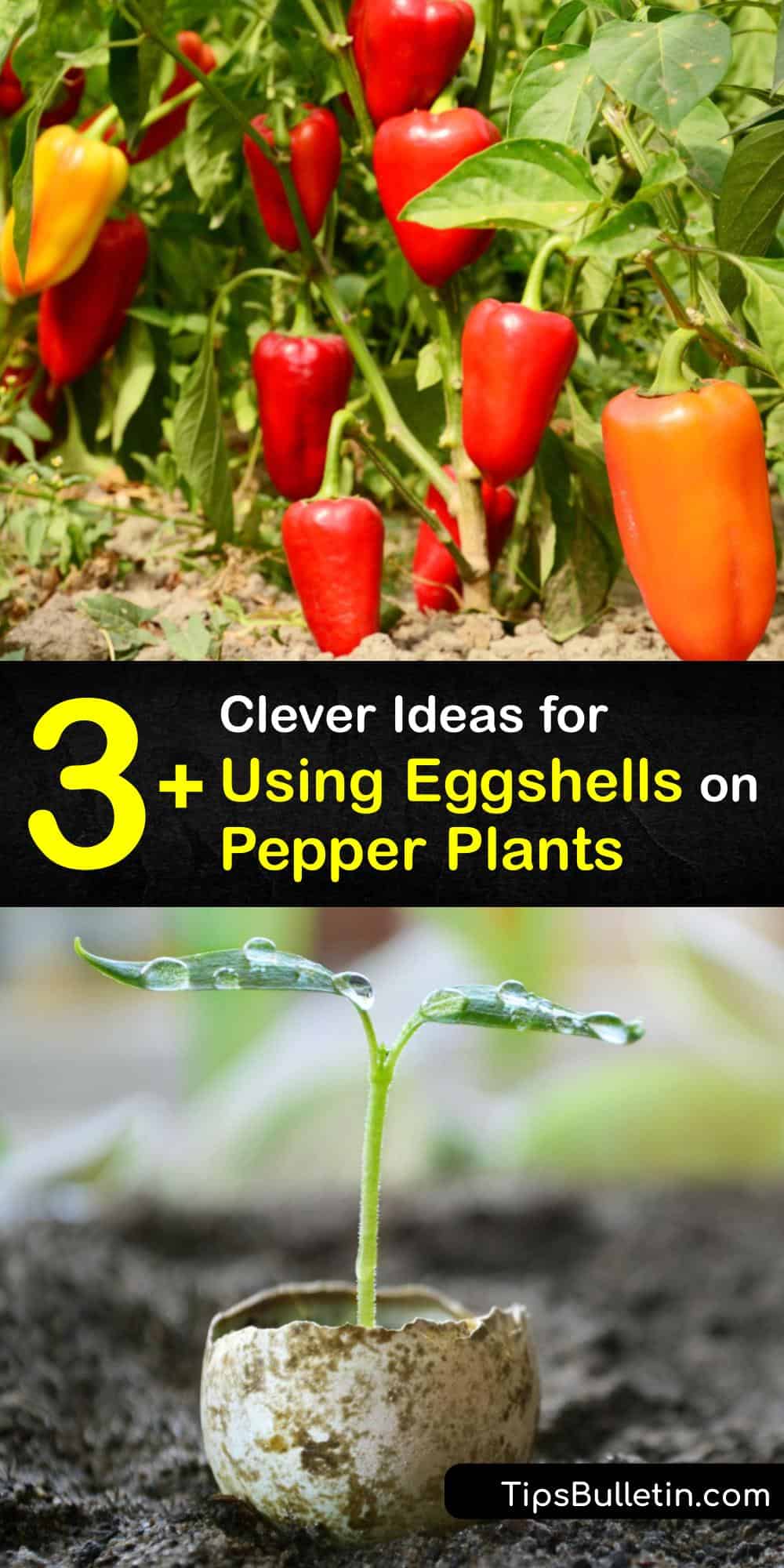 are eggshells good for pepper plants