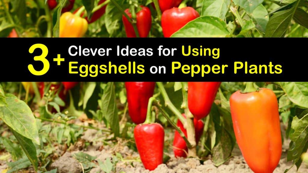 Eggshells for Pepper Plants titleimg1