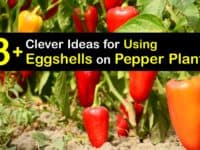 Eggshells for Pepper Plants titleimg1