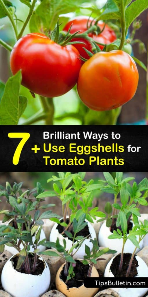 Discover how to feed your plants egg shells while growing tomatoes to prevent blossom end rot on the fruits. Crushed eggshells contain calcium, and they are perfect for adding to the soil while growing tomato plants. #eggshells #tomatoes #plants