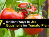Eggshells for Tomato Plants titleimg1
