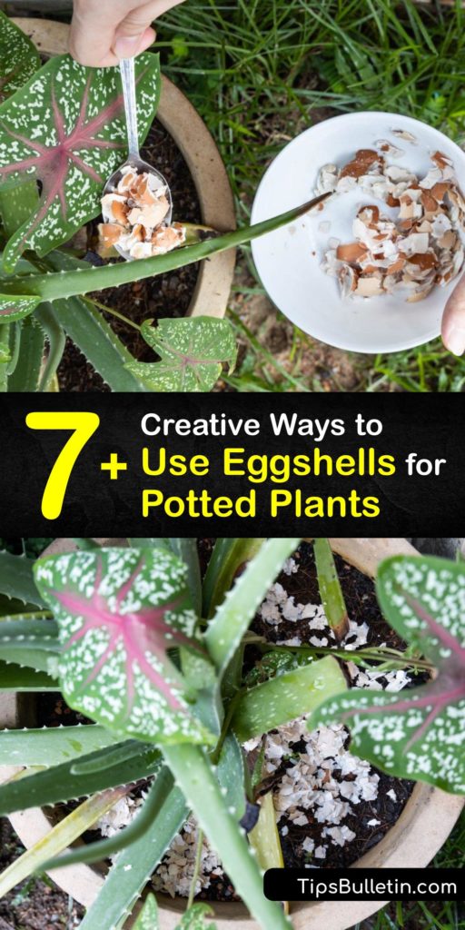 Like coffee grounds, crushed eggshells are a kitchen item that benefits the growth of your potted plant. Eggshells are made of calcium carbonate, and after creating an eggshell powder, mix it into your potting soil to allow the calcium to help your plant avoid disease. #eggshells #potted #plants