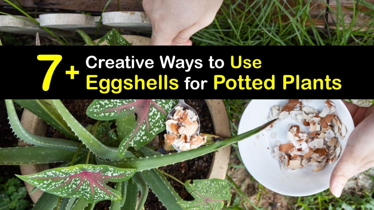 Eggshells and Potted Plants How Do Eggshells Help Plants in Pots