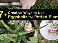 Eggshells in Potted Plants titleimg1