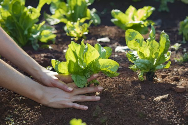 Grow some tasty endive in August for a late fall crop.