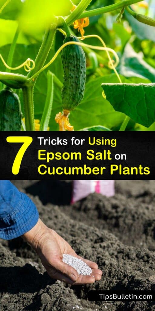 Epsom salt is the best fertilizer for growing cucumbers or feeding your tomato plant. Epsom salt contains magnesium sulfate and treats magnesium deficiency in the soil, as well as deterring pests and increasing the flavor of your cucumbers. #epsomsalt #cucumbers