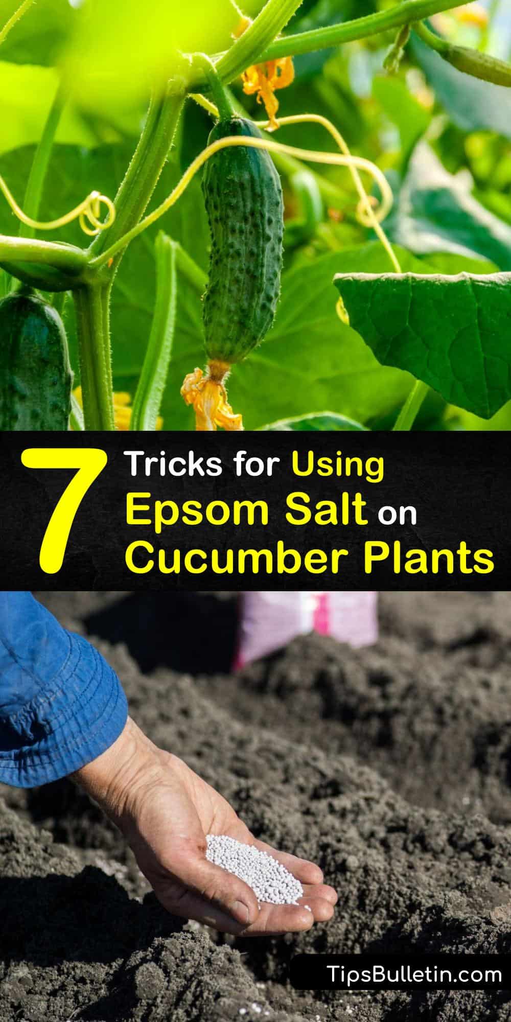 Homemade Cucumber Fertilizer Epsom Salt Food for Cucumbers