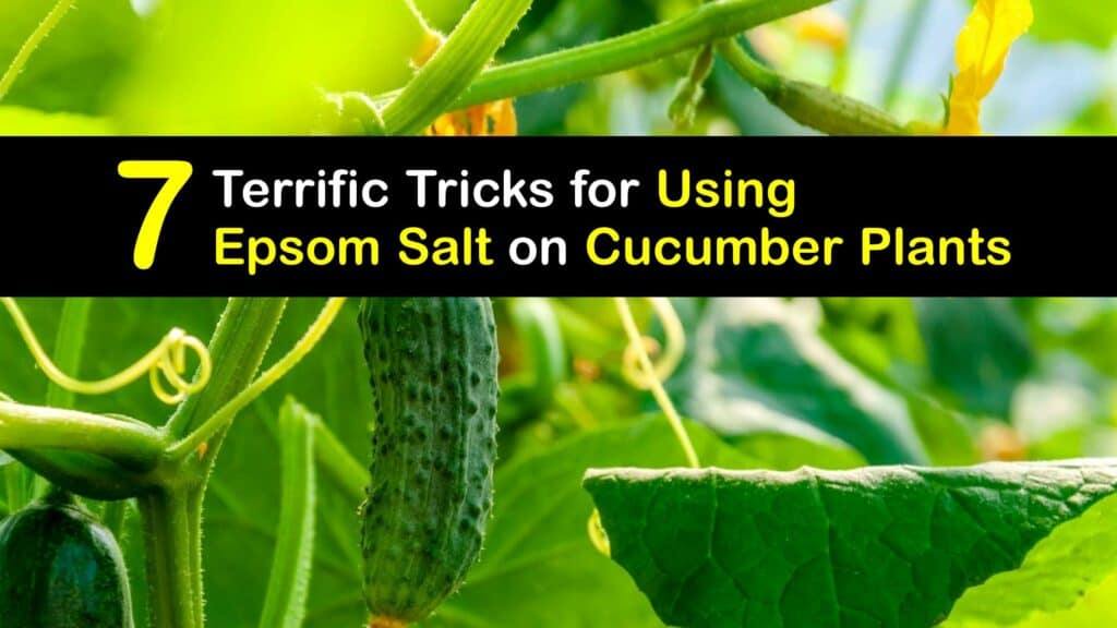 Epsom Salt for Cucumbers titleimg1