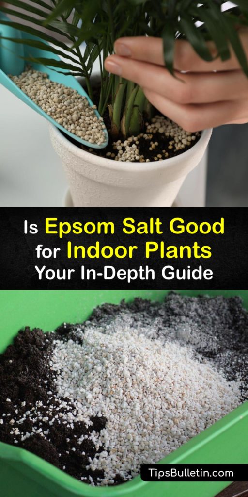 Is Epsom salt good for every houseplant? Discover how adding Epsom salt to your indoor plant or potted plant can help with magnesium deficiency as part of a balanced plant-care routine. Learn how to make an Epsom salt solution, and pick up best tips. #epsom #salt #plants #indoor