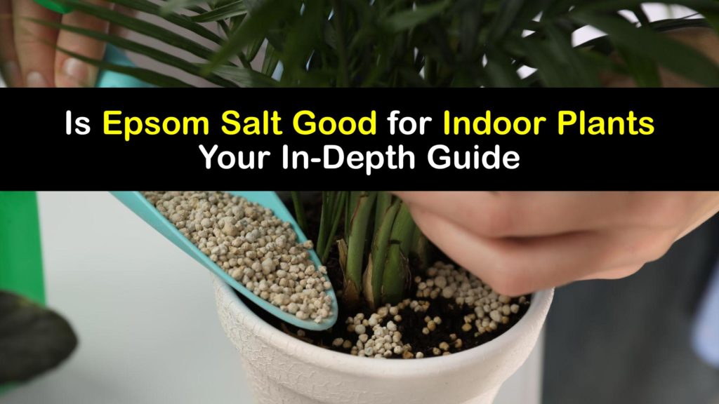 Epsom Salt for Indoor Plants titleimg1