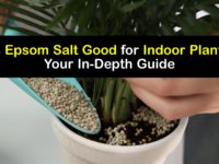 Epsom Salt for Indoor Plants titleimg1