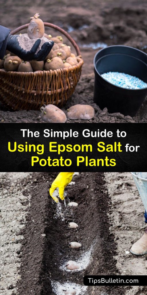 Discover how to plant potatoes and sweet potatoes by increasing the magnesium in the soil with Epsom salt. Is Epsom salt good for growing potatoes? Yes, this mineral is perfect for amending soil with a magnesium deficiency, and it’s simple to use. #epsomsalt #potato #plants #fertilize