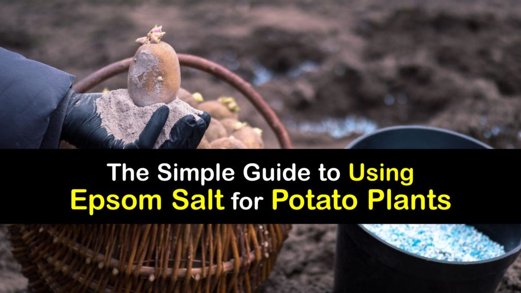 Epsom Salt for Potatoes titleimg1
