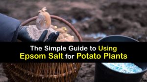 Epsom Salt for Potatoes titleimg1