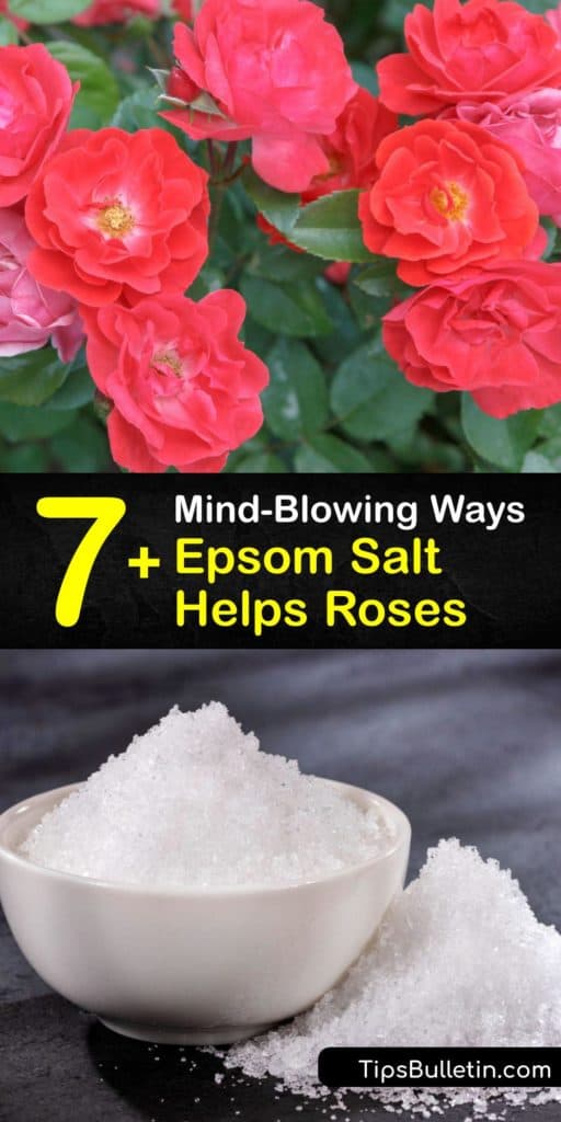 Discover ways to use Epsom salt to feed your rose bush. Adding Epsom salt to the garden soil or using a foliar spray helps restore magnesium to rose plants during the blooming process and prevents blossom end rot on tomato plants. #epsom #salt #roses