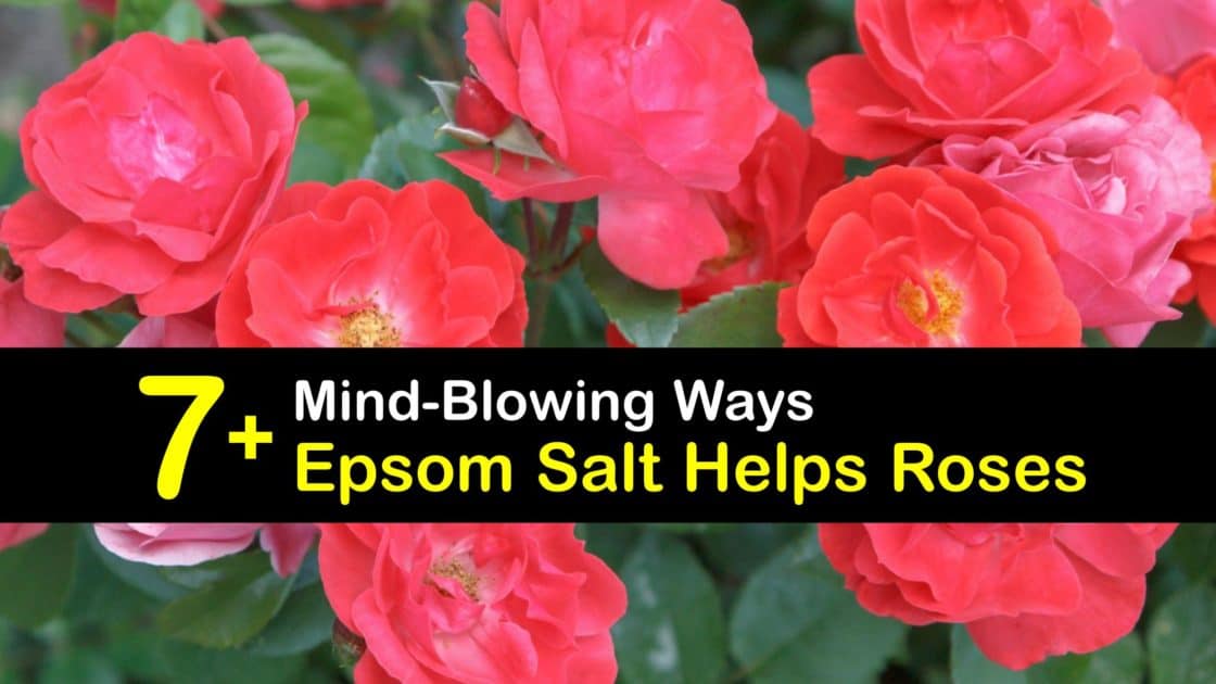 Roses and Epsom Salt Feeding Rose Bushes with Epsom Salt
