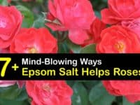 Epsom Salt for Roses titleimg1