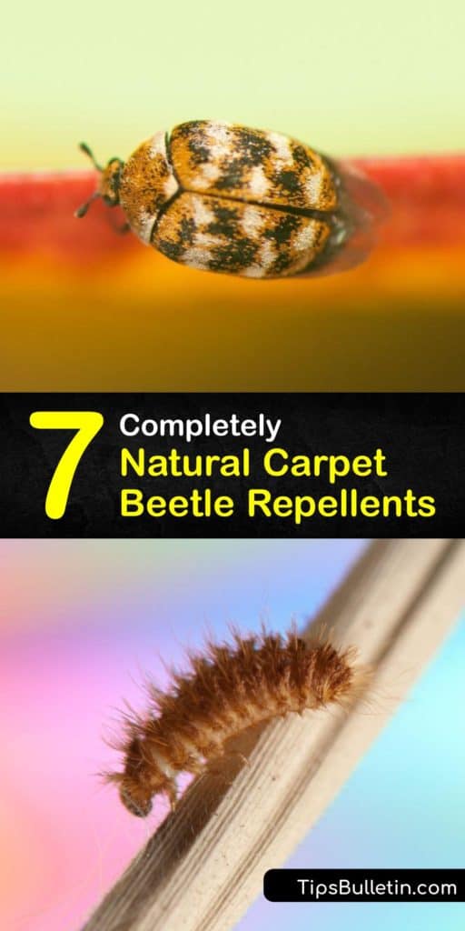 Are you having trouble with unwanted pests like bed bugs, Japanese beetles, the clothes moth, or the varied carpet beetle? Discover some amazing, all-natural ways to give those pests the boot. Learn how to make DIY bug spray and pick up proper pest control tips. #natural #carpet #beetle #repellent