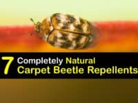 Homemade Carpet Beetle Repellent titleimg1