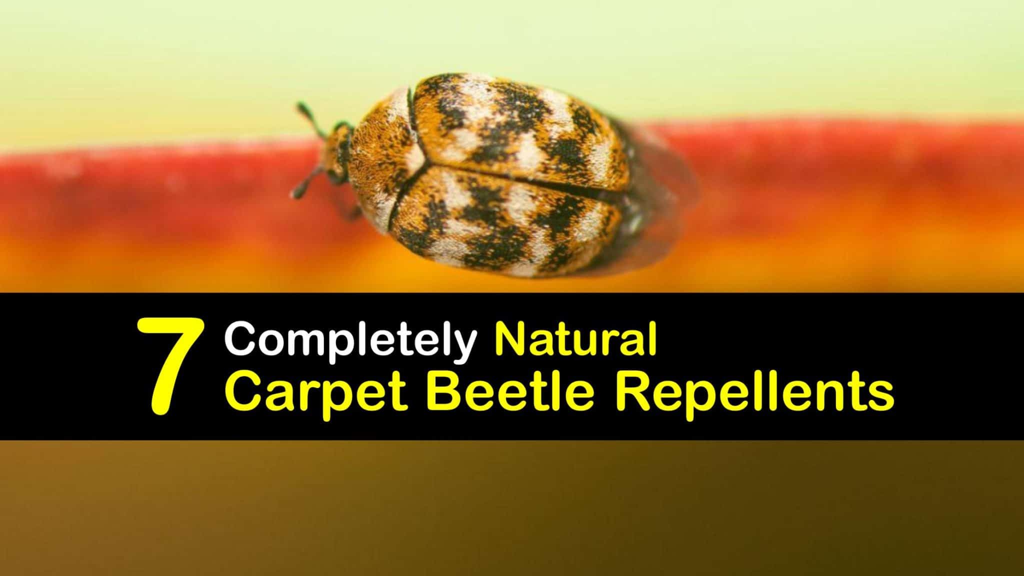 DIY Carpet Beetle Repellents Ways to Deter Carpet Beetles