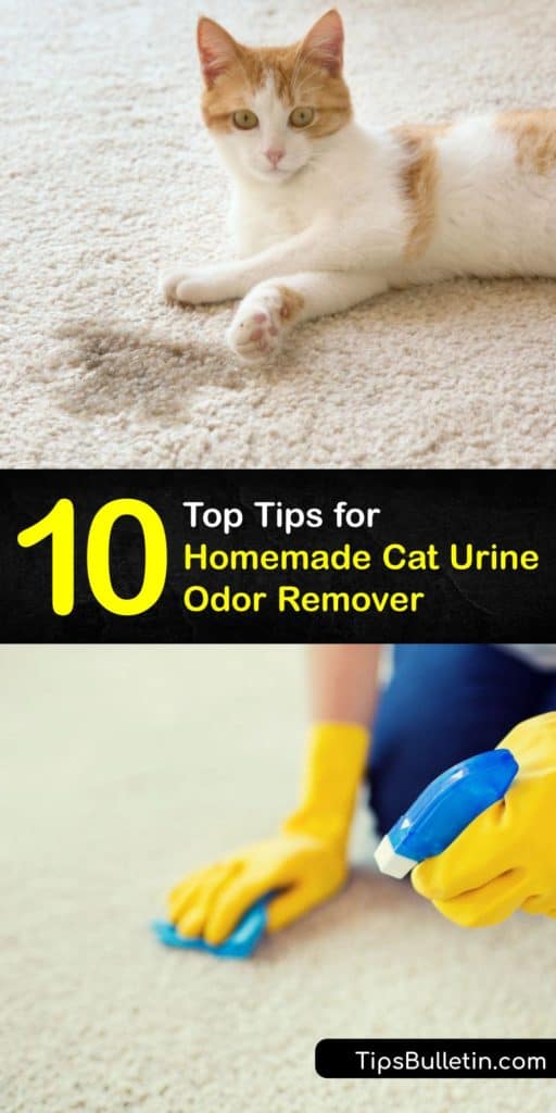 If you’re struggling with cat urine odor in your home, and searching for safe and natural solutions, we’ve got you covered. Make cat urine smell a thing of the past with these fantastic tips for DIY odor remover, enzyme cleaner, and much more. #homemade #cat #urine #odor #remover