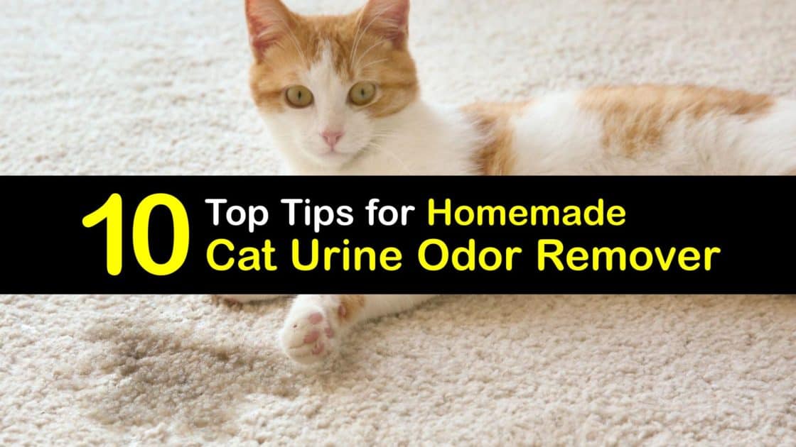 Cat Pee Smell Remover Homemade Cat Urine Removal Solutions
