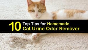 Homemade Cat Urine Odor Remover titleimg1