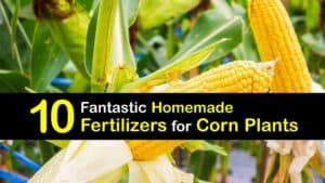 Homemade Fertilizer for Corn titleimg1