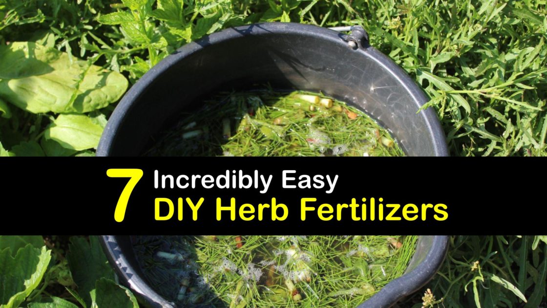 Easy Herb Fertilizers Homemade Food for Herbs
