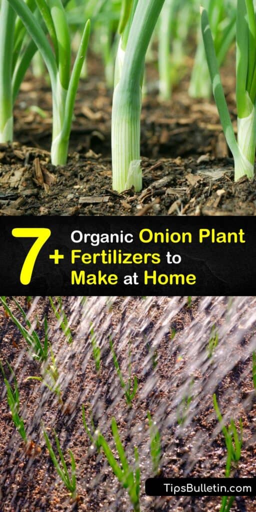 Use homemade granular or liquid fertilizer to enrich the soil for your onion plant and promote strong onion skin and large bulbs. Onion plants, like garlic plants, benefit from homemade onion fertilizer such as Epsom salts, coffee grounds, compost, and more. #homemade #fertilizer #onions