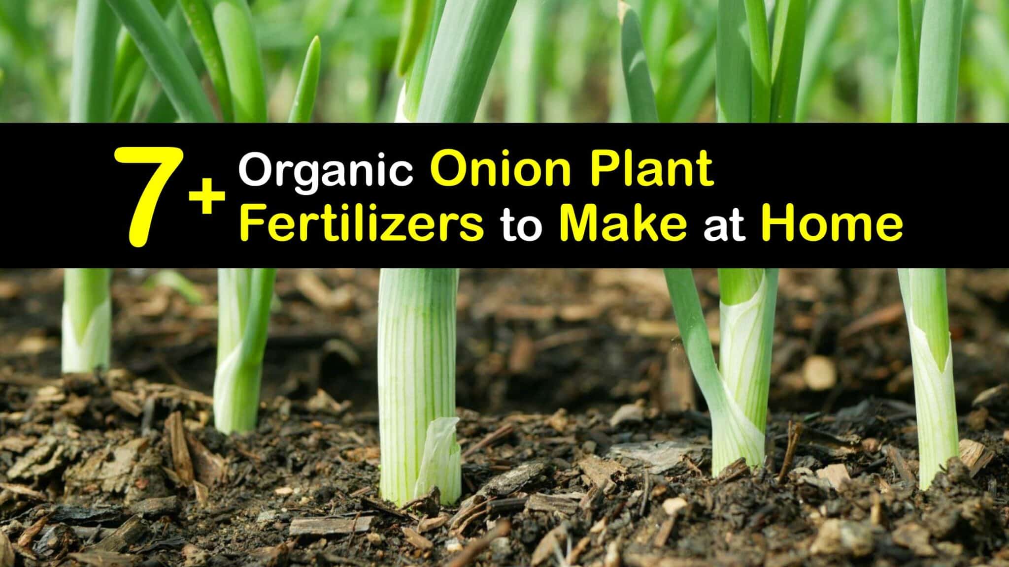DIY Onion Food Natural Onion Plant Fertilizers