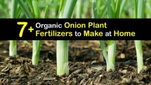 Homemade Fertilizer for Onions titleimg1