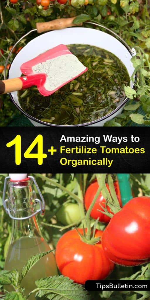 The best fertilizer for your tomato plant doesn't have to come from the store or involve chemicals. Homemade tomato fertilizer works just as well as commercial options to grow healthy tomato plants. #tomato #fertilizer #natural #homemade