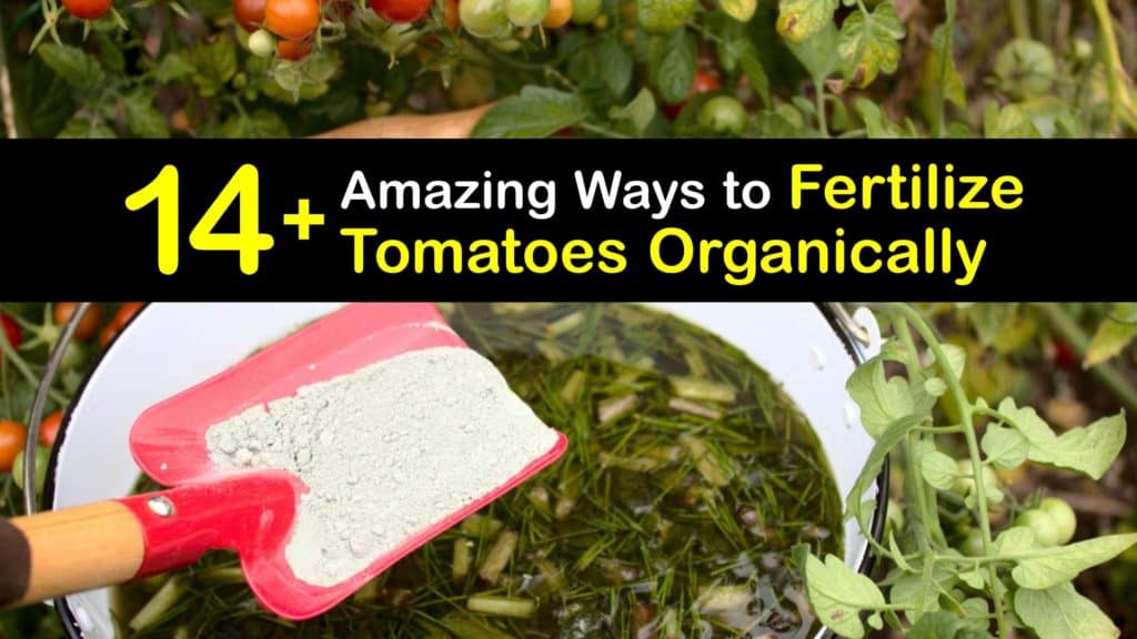 Homemade Fertilizer for Tomatoes titleimg1