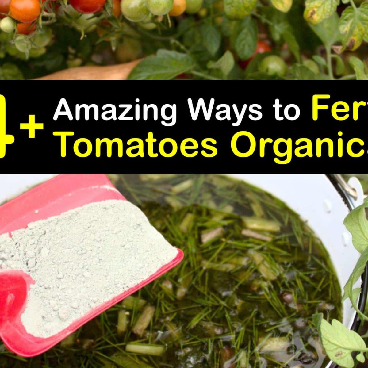 Fertilize Your Tomatoes - DIY Tomato Food Solutions