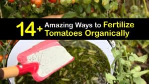 Homemade Fertilizer for Tomatoes titleimg1
