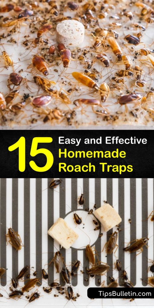 Learn about cockroach bait and constructing a homemade trap for the German cockroach, Oriental cockroach, and American cockroach. Combine a roach bait like peanut butter or wine with a DIY trap idea and get rid of your roach infestation fast. #homemade #roach #traps