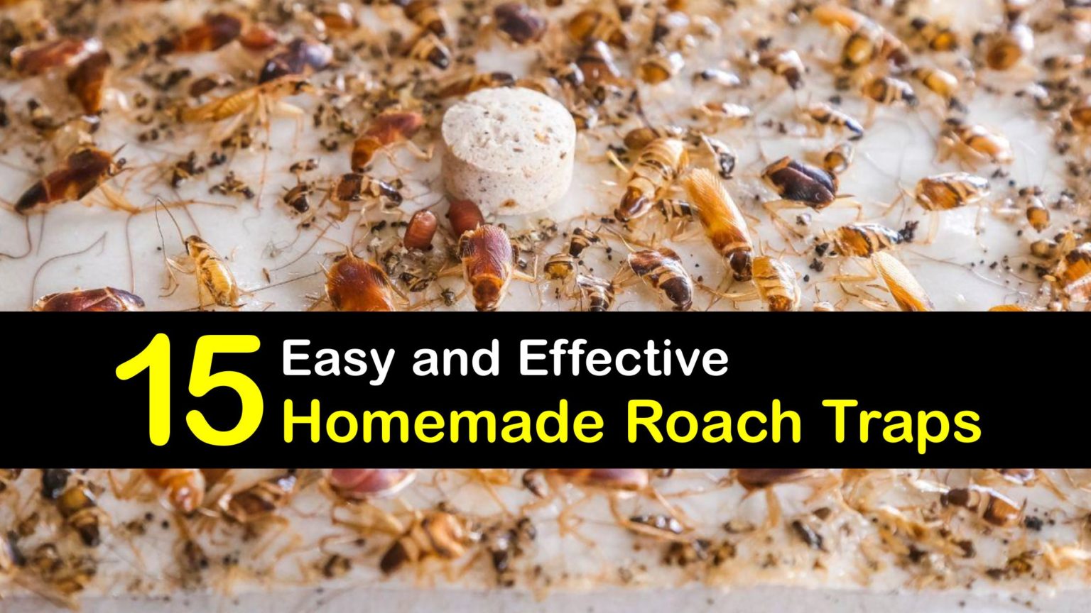 Trapping Roaches Simple DIY Roach Traps