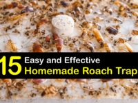 Homemade Roach Traps titleimg1
