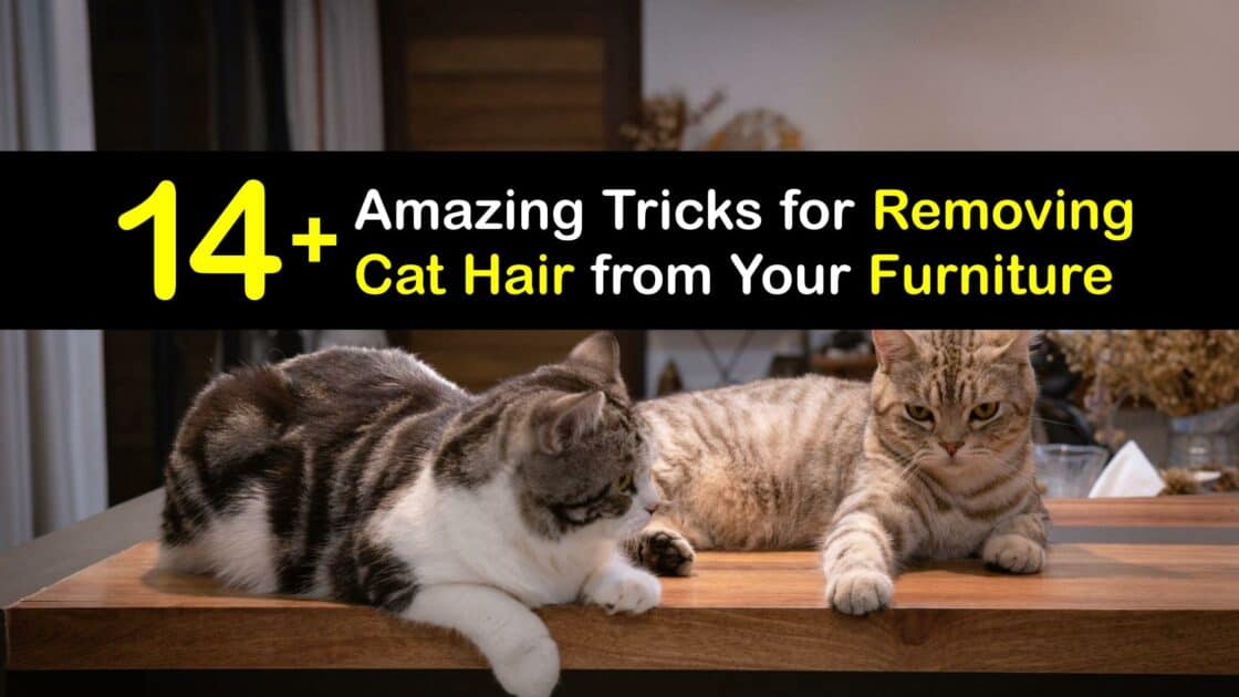 Furry Furniture Problems Tricks for Getting Cat Hair Off Furniture