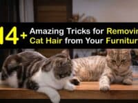 How to Get Cat Hair Off Furniture titleimg1