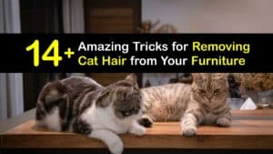 How to Get Cat Hair Off Furniture titleimg1