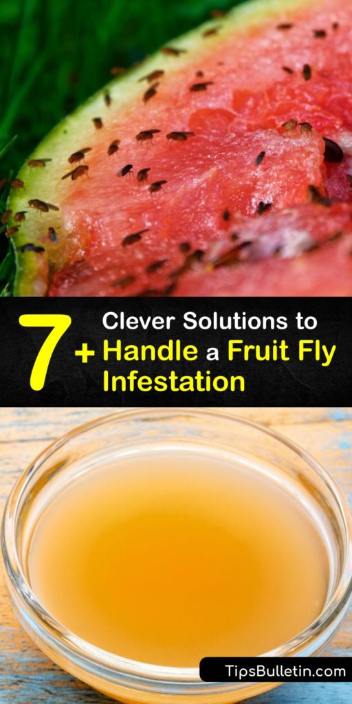 Removing fruit from your home might seem like the best way to get rid of fruit flies, but flies lay eggs in the drain, and these drain flies feed on bits of food left behind to grow. Discover real fruit fly control methods like using apple cider vinegar and dish soap. #fruit #flies #infestation