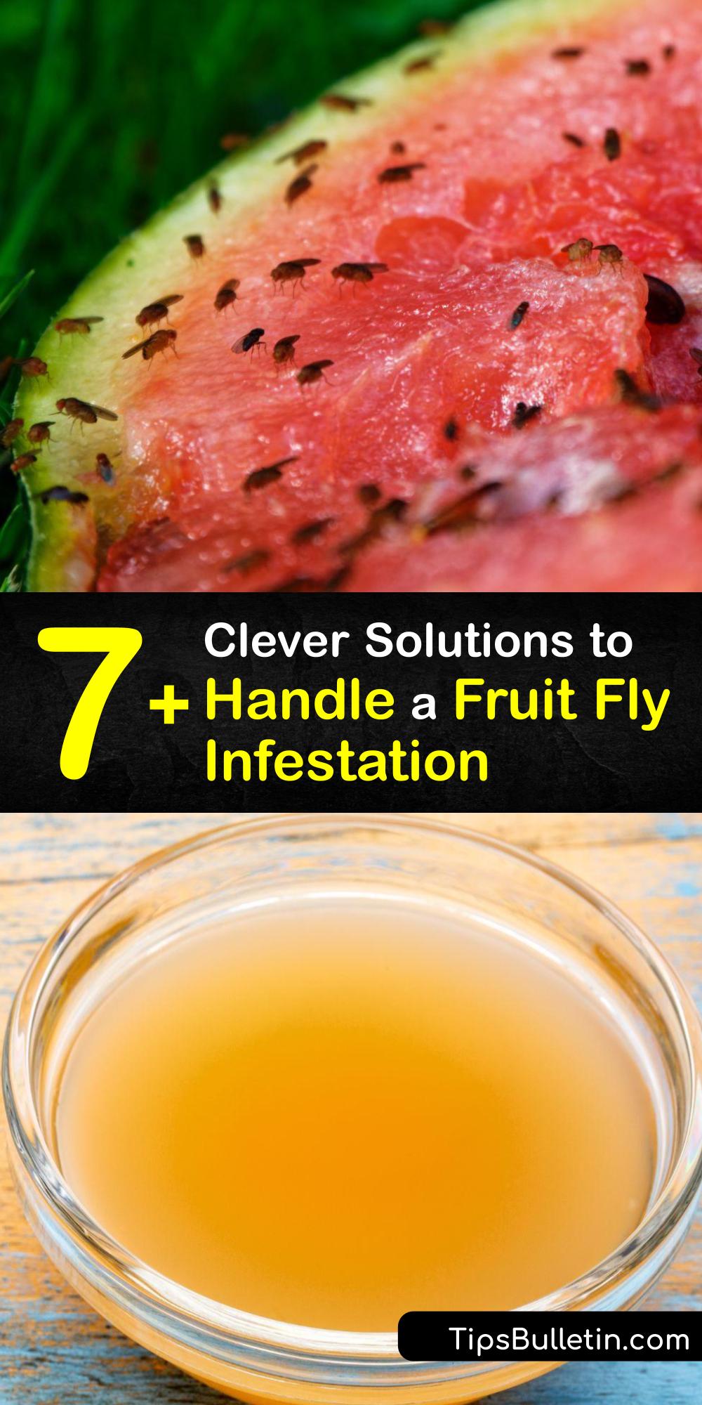 Killing Fruit Flies Easy Tricks to Control a Fruit Fly Infestation