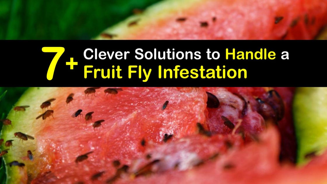 Killing Fruit Flies Easy Tricks to Control a Fruit Fly Infestation