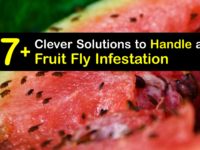 How to Get Rid of a Fruit Fly Infestation titleimg1