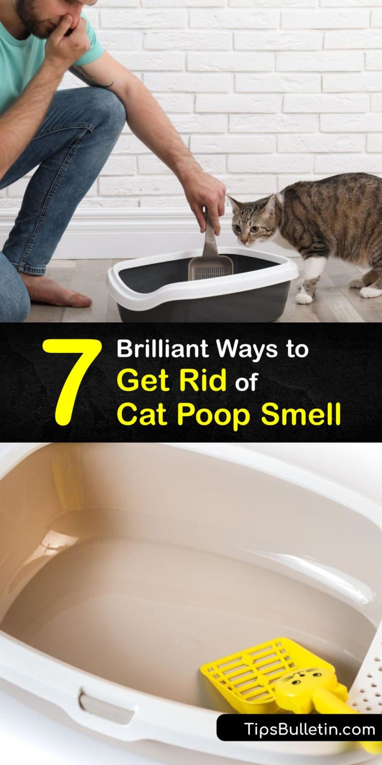 Smelly Cat Poop Fast Ways to Get Rid of Cat Poop Odors