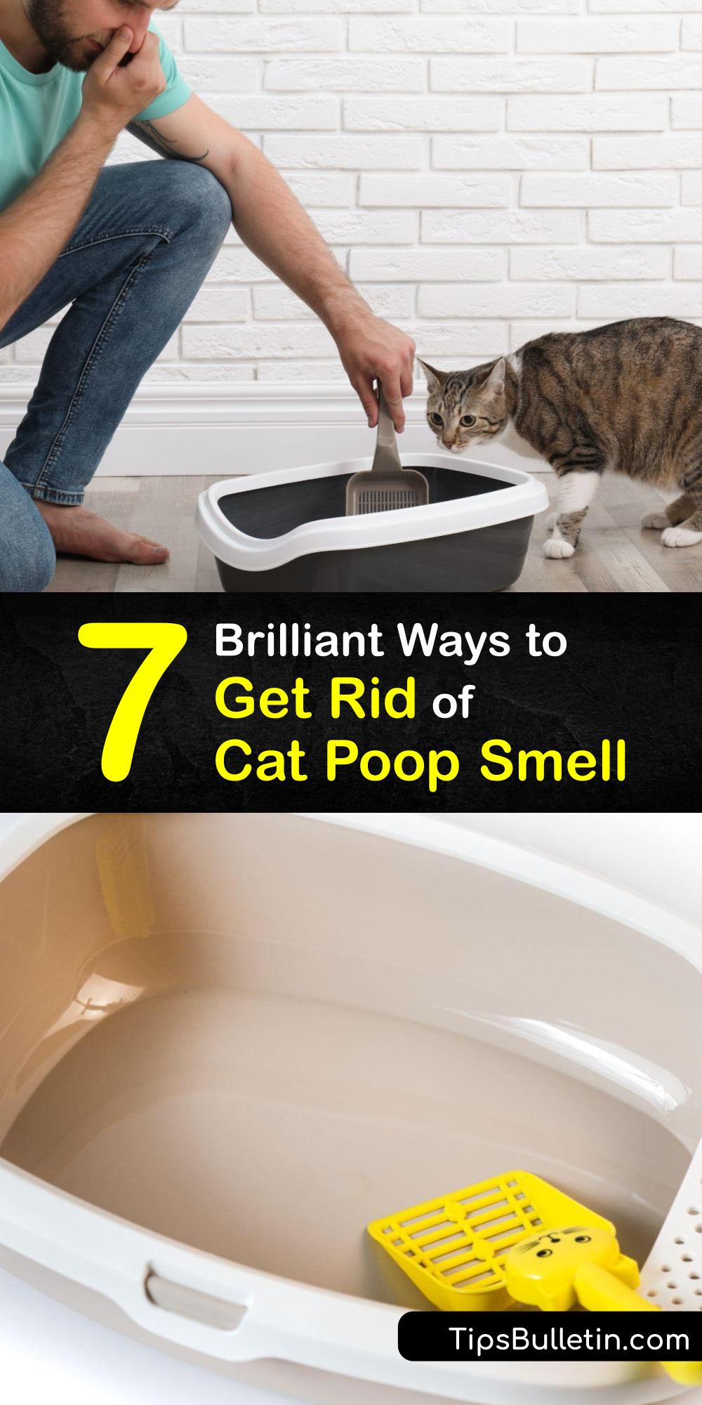 Smelly Cat Poop Fast Ways to Get Rid of Cat Poop Odors